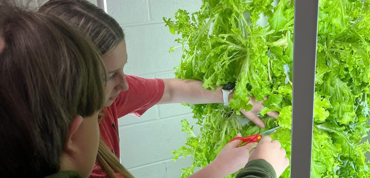 Lettuce growing in a tower garden in Ag classroom
